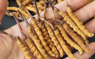 正宗冬蟲夏草怎么選購？那曲蟲草行業(yè)網(wǎng)站教你避坑指南