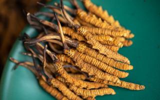 4根一克的冬蟲夏草多大？那曲蟲草行業(yè)網(wǎng)站詳解尺寸標準