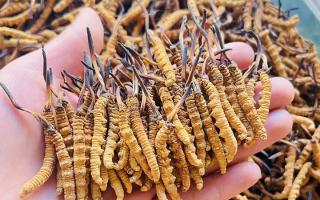 西藏那曲冬蟲夏草行業(yè)網(wǎng)站：2026年3月行情走勢(shì)圖全景解析，洞察行業(yè)動(dòng)態(tài)