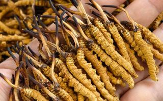 蟲草12根1克多少錢一斤？2026年那曲正宗蟲草價(jià)格詳解