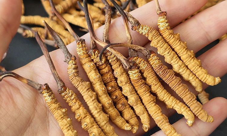 <a href=http://m.cyts-zx.com/s/cczjjd target=_blank class=infotextkey>冬蟲(chóng)夏草真假鑒定</a>