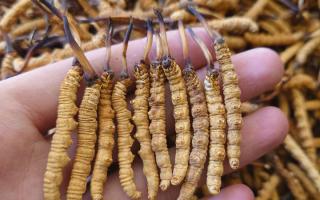 冬蟲夏草主要產(chǎn)地詳解：那曲雪域，蟲草的黃金搖籃